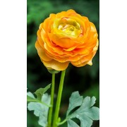 Ранункулюс латексний